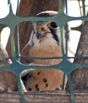 American Kestral stuck 5882